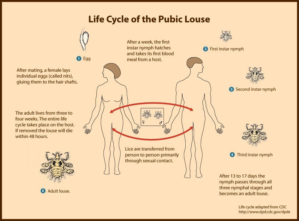 New Mata Piojos Head Hair Genital Pubic Body Lice Crabs Nits